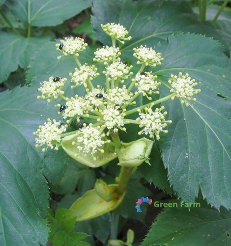 Semi angelica keiskei - 50,