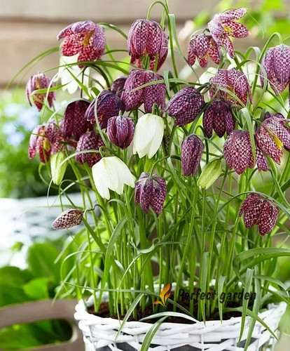 100 semi fritillaria - 100,