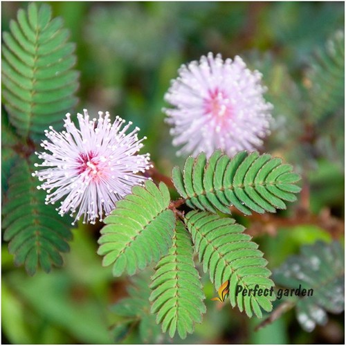 Semi mimosa pudica - semi,