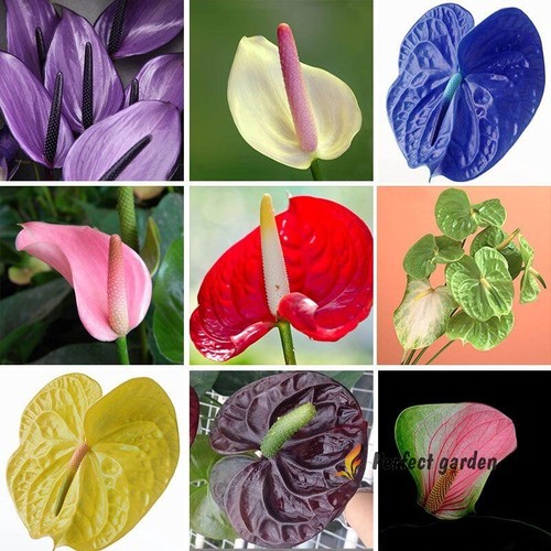 Semi misti anthurium - 20,