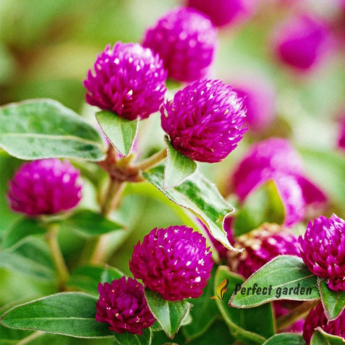 3000 semi gomphrena globosa - gomphrena,