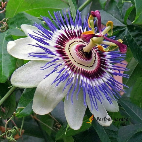 Semi passiflora incarnata - semi,