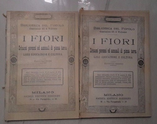 Fiori erbacei perenni - fiori,