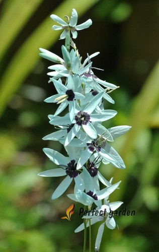 Seme ixia viridiflora blu - ixia,