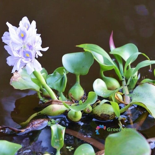 100 semi eichhornia acqua - 100,