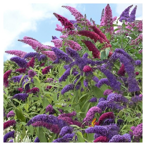 Semi buddleja davidii - 10,
