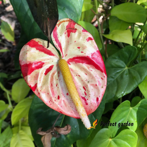 Semi maculati anthurium - 20,