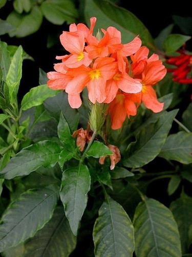 Fiore petardo crossandra - fiore, di