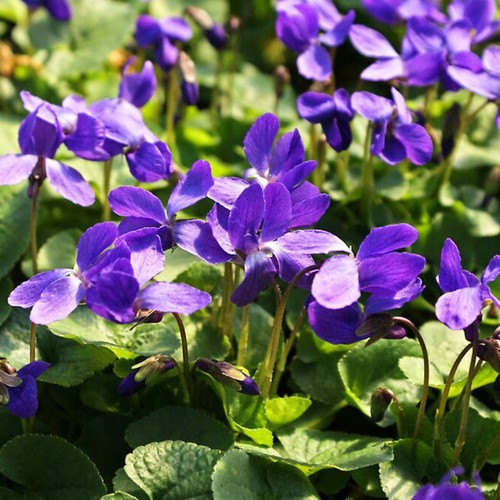 Viola odorata königin - odorata, 'königin