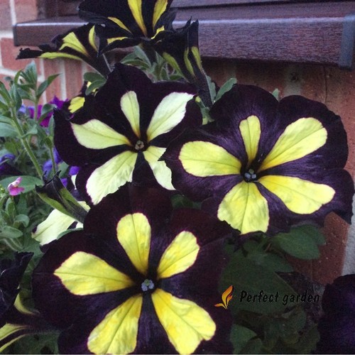 200 semi petunia - semi, fantasma