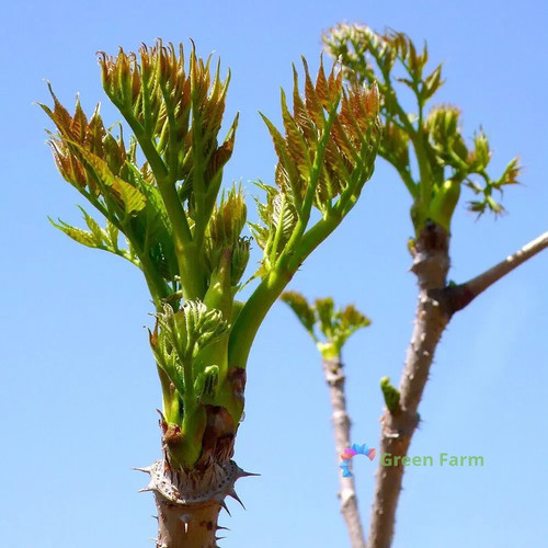 100 semi aralia - aralia, albero